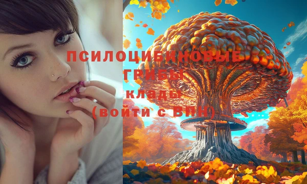 стаф Богданович